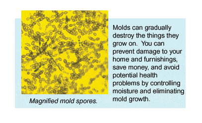 mold information