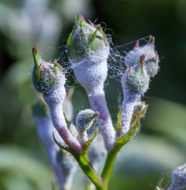 Powdery mildew on a plant is not directly harmful to humans 