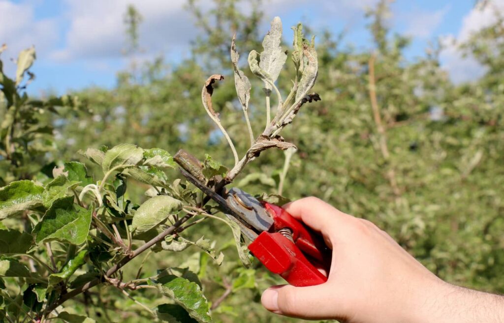 Trimming can help keep powdery mildew under control. 