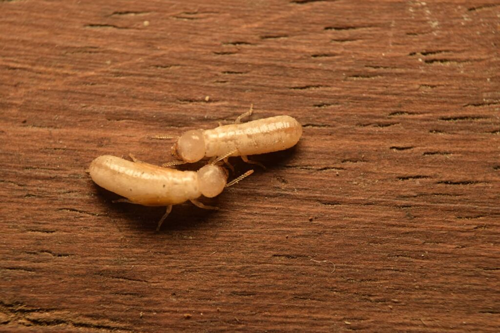 Drywood termites are attracted to the home because of the wood and like the attic area. 